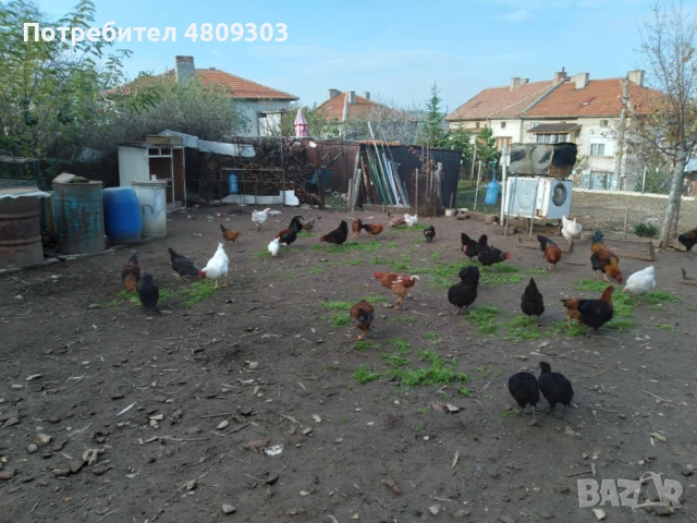 Селски кокошки, снимка 6 - Кокошки и пуйки - 54551295