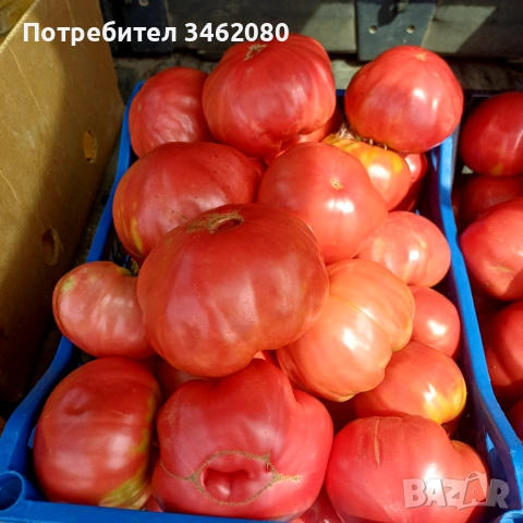 Разсад - Домати, снимка 13 - Разсади - 53999169