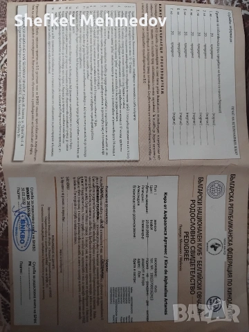 prodavam belgiska ovcarka, снимка 4 - Белгийска овчарка - 54911234