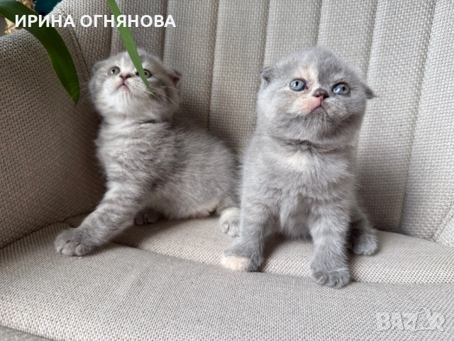 Британска/ шотландка късокосместа, снимка 8 - Британска късокосместа - 54847685