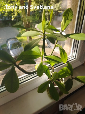 Каучуково растение (Syngonium grantii) , снимка 5 - Стайни растения - 54664226