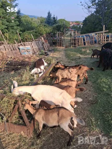 Продава се кози и ярета