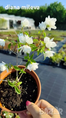 Филаделфус или още Булченски венец, Philadelphus Minnesota Snowflake, снимка 8 - Градински цветя и растения - 54693488