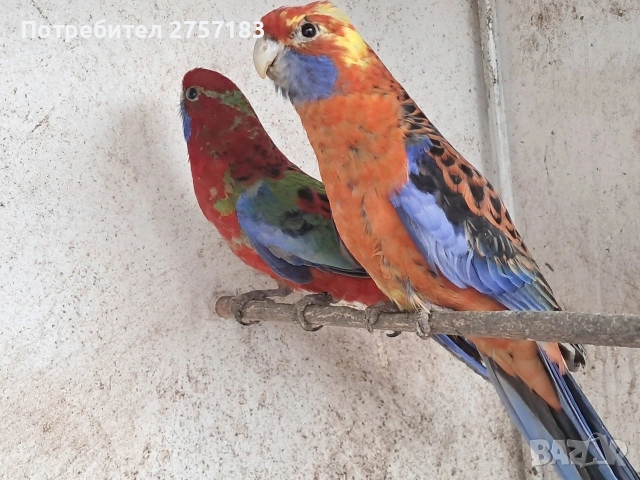 продавам папагали пенантова розела, снимка 2 - Папагали - 53993581