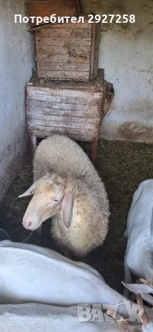 заплодени овце и агнета за разплод, снимка 2 - Овце - 55438728