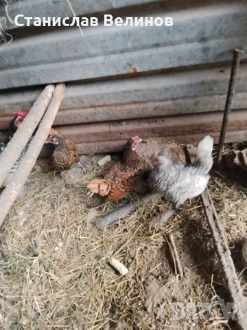 Продавам яйца от зибрайт , снимка 3 - Кокошки и пуйки - 54174622