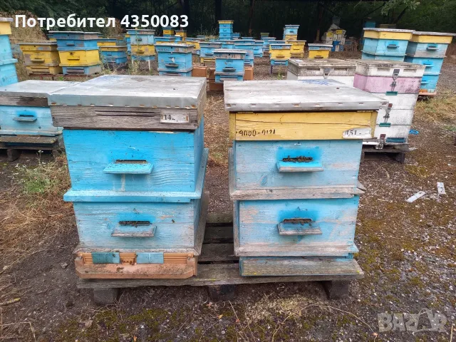 Кошери с пчелни семейства, снимка 3 - Други животни - 55333296