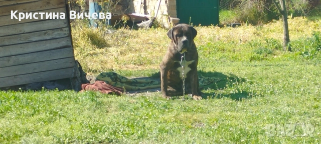 Малки кученца- Лабрадор, снимка 18 - Лабрадор ретривър - 54363433