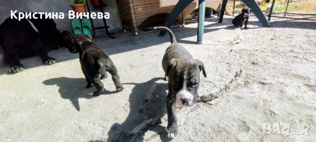 Малки кученца- Лабрадор, снимка 11 - Лабрадор ретривър - 54363432