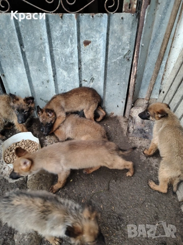 Белгийска овчарка , снимка 7 - Други - 53852301