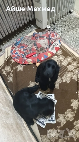 Английски кокер шпануол