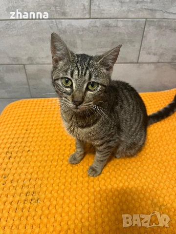 котенце момиче , снимка 2 - Други - 54101746