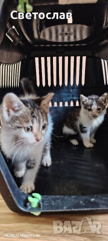 Подарявам 2 бр. котенца, снимка 3 - Други - 54839839