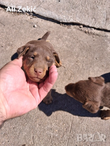 Продава се, снимка 2 - Ягдтериер - 55009332