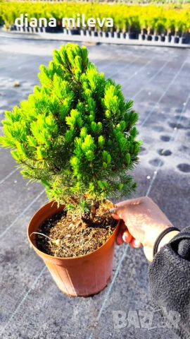 Смърч Коника, Смърч джудже,  PICEA GLAUCA CONICA, снимка 5 - Градински цветя и растения - 54372468
