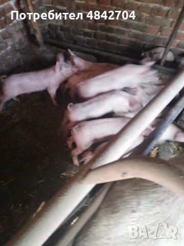 Продавам малки прасенца, снимка 5 - Прасета - 54725595