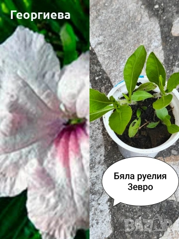 градински растения , снимка 3 - Сортови семена и луковици - 54944687