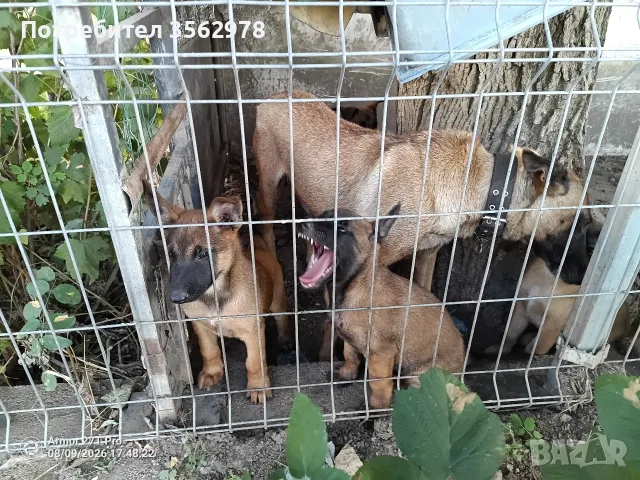 Белгийски овчарки, Малиноа , снимка 7 - Белгийска овчарка - 55578024