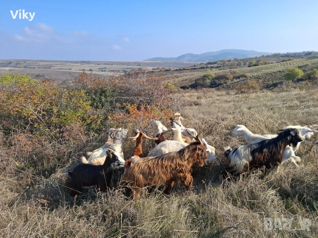 натурално козе мляко, снимка 3 - Кози - 54155661