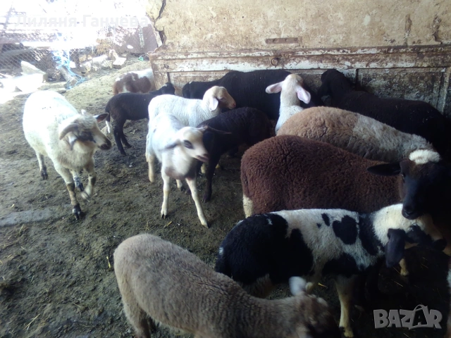 Продавам Агнета, снимка 4 - Овце - 54580934