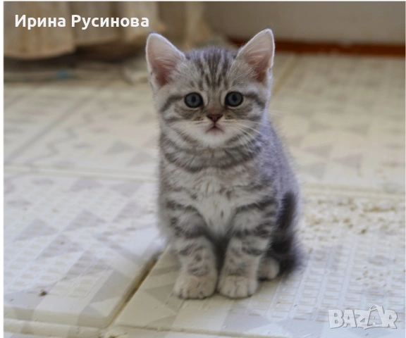 Британска късокосместа, снимка 4 - Британска късокосместа - 54807075