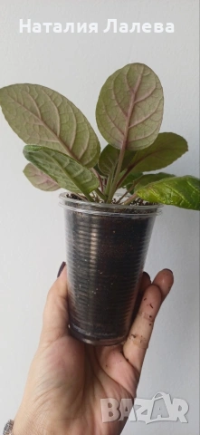 Синингия, Sinningia Summer Lyrics, снимка 3 - Стайни растения - 54188842