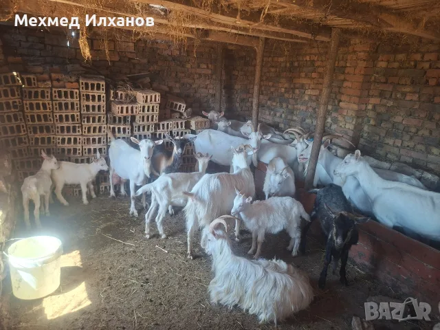 кози всичко на куп, снимка 2 - Кози - 55533172
