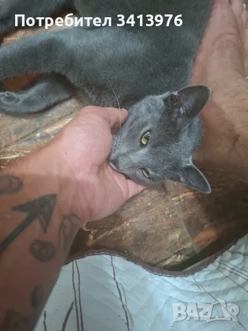 Подарява женска котка, снимка 6 - Руска синя котка - 55695919