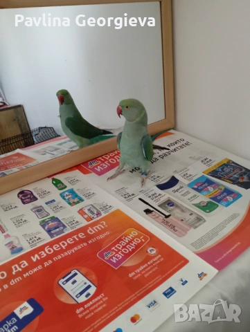 Продавам малък Александър с клетката цена 180евро