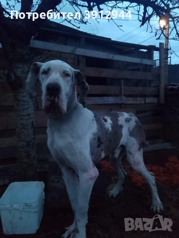 Немски дог (мъжки и женски), снимка 3 - Немски дог - 54350071