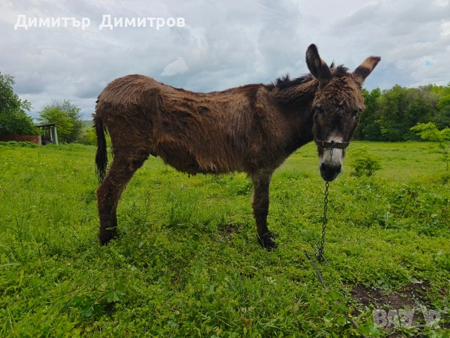 магаре , снимка 2 - Други - 54583791