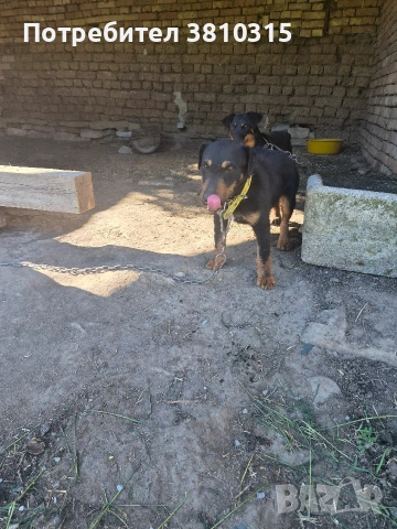 продавам ягдтериери, снимка 9 - Ягдтериер - 54717240
