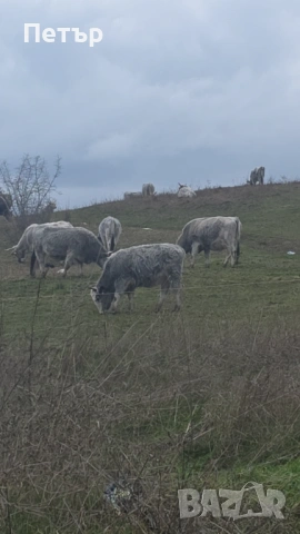 Сиво Искърски Говеда , снимка 2 - Крави - 53953344