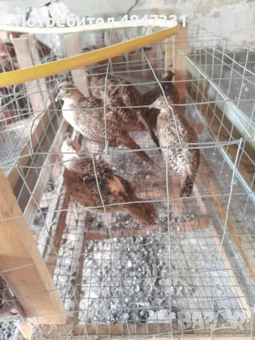 Фазани                     ., снимка 2 - други­ - 55407831