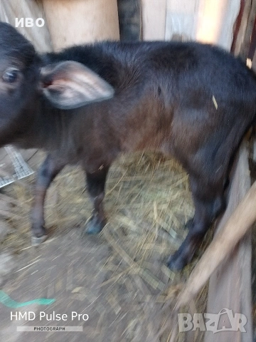 селскостопански животни 