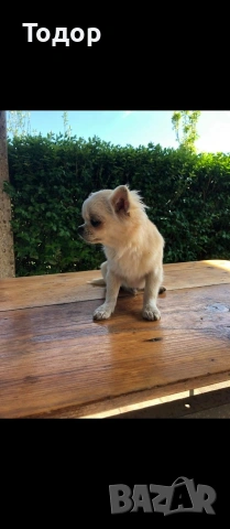 Продавам мини чихуахуа , снимка 2 - Чихуахуа - 54369707