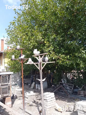 Продавам гълъби, снимка 4 - Гълъби - 55343981
