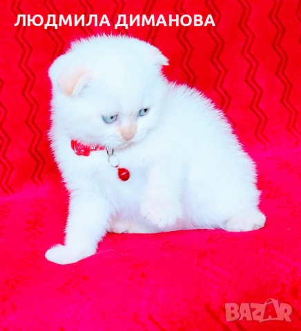 Шотландско мъжко Скоттиш Фолд , снимка 3 - Британска късокосместа - 54492702