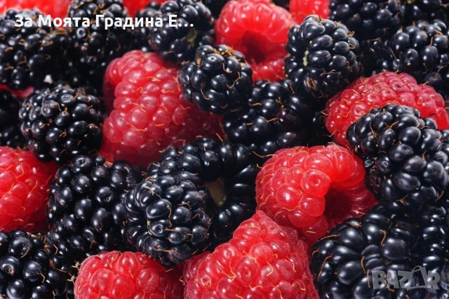 Малини 27 сорта , снимка 3 - Разсади - 54020155