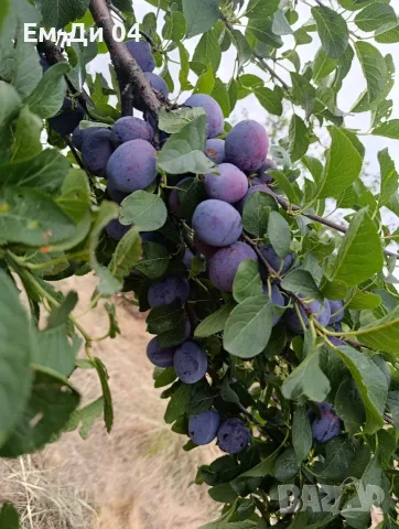 Продаваме сини сливи 0.40 цента за кг.