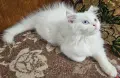 Персийски котенца , снимка 6