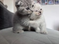 Шотландски/ британски котета , снимка 3