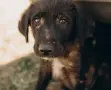 Подарявам бебета каракачанки., снимка 5