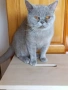 Британска котка, снимка 1