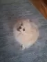 Куче Бял Померан , снимка 4