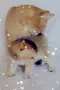 Шотландско мъжко Скоттиш Фолд. , снимка 10