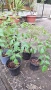 Продавам декоративно растение Китайски мехурник (Koelreuteria paniculata), снимка 4