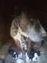 Питбул + Каракачанска овчарка , снимка 1