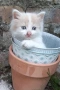 подарявам дългокосместо коте, снимка 1