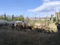 Продавам малко стадо овце, снимка 7